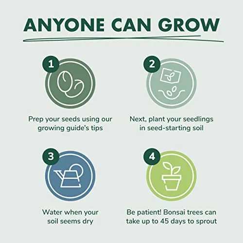 Bonsai Tree Seed Starter