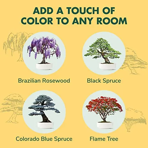 Bonsai Tree Seed Starter