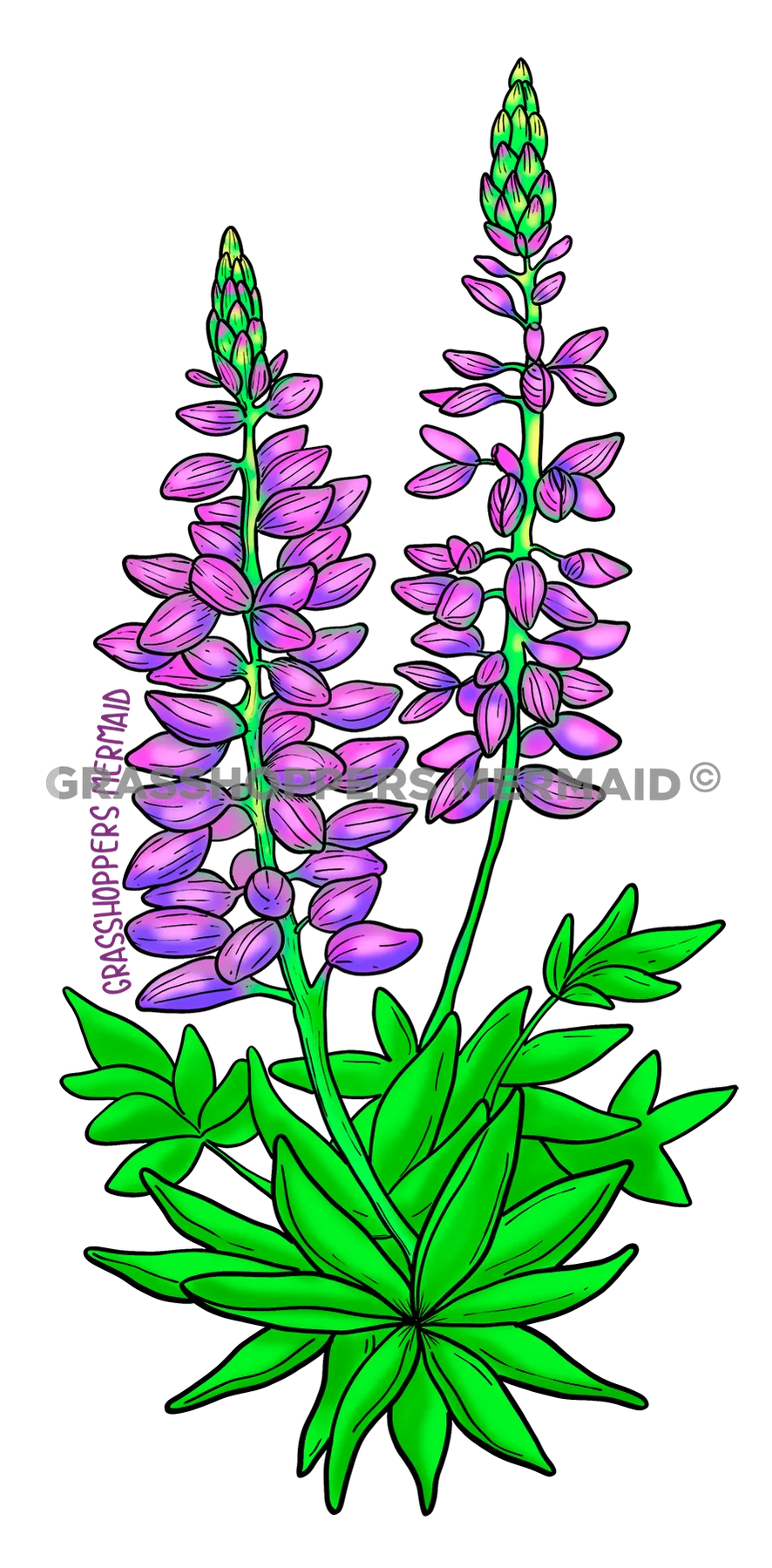 Lupine
