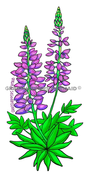 Lupine
