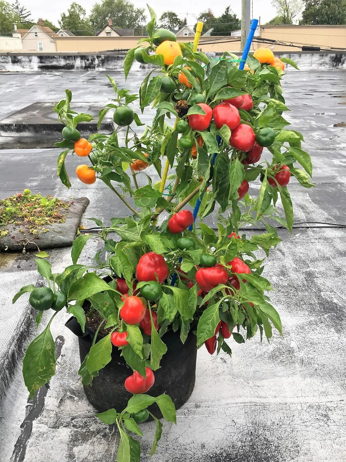 RootEase 5-Pack Garden Planting Fabric Pot, Heavy Duty Durable Grow Bags/Planter, Raised Bed Gardening, Eco-Friendly Grow Bags with Handles (3 Gallon, Red)