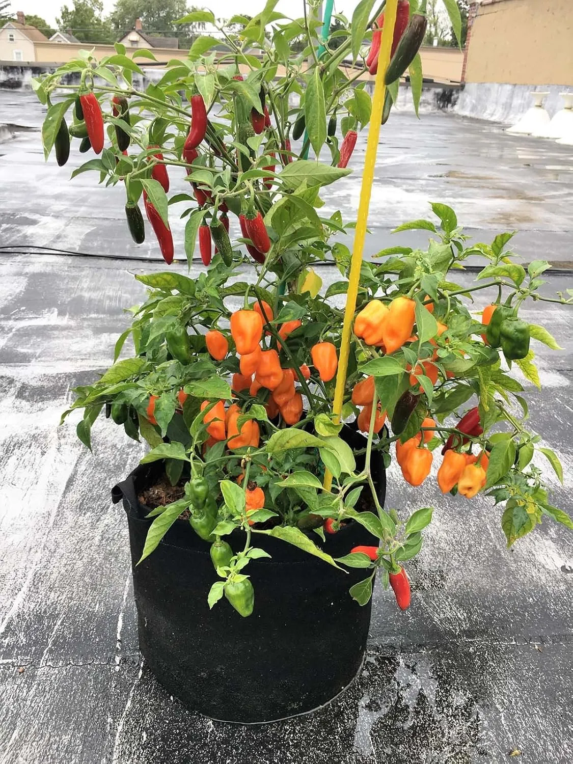 RootEase 5-Pack Garden Planting Fabric Pot, Heavy Duty Durable Grow Bags/Planter, Raised Bed Gardening, Eco-Friendly Grow Bags with Handles (3 Gallon, Red)