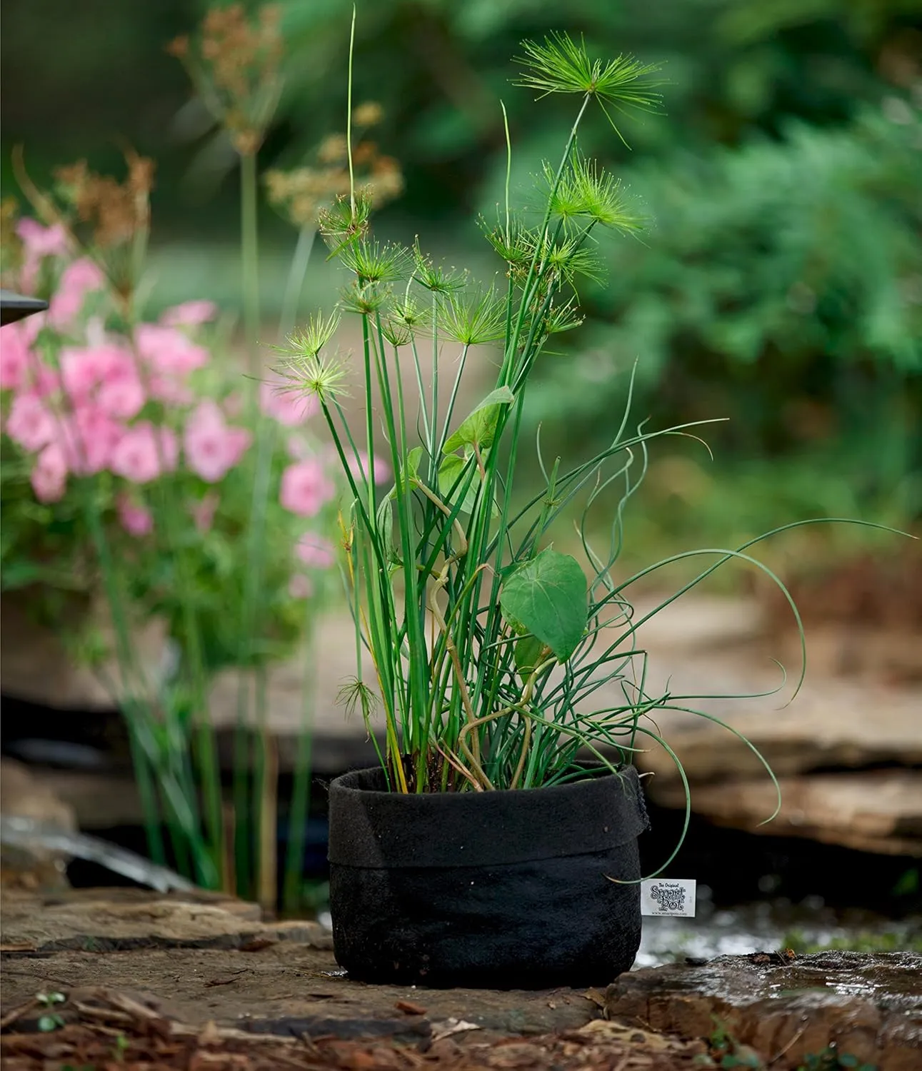 Smart Pots Pond Flexible Aquatic Plant Container for Water Gardening, 5 gallon