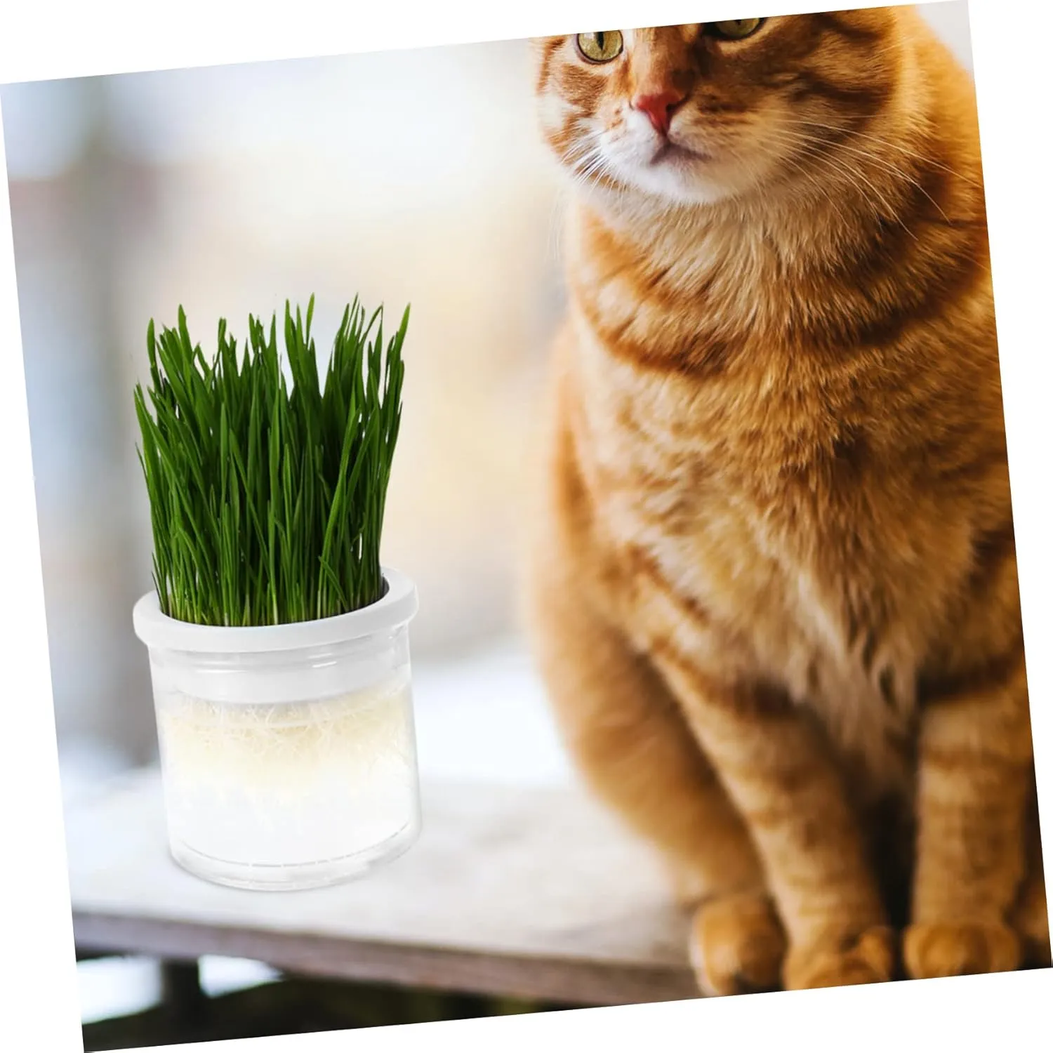 SUPVOX 4pcs Practical Cat Grass Planter Hydroponic Planting Box Large Sturdy and Easy to Use for Indoor Cats