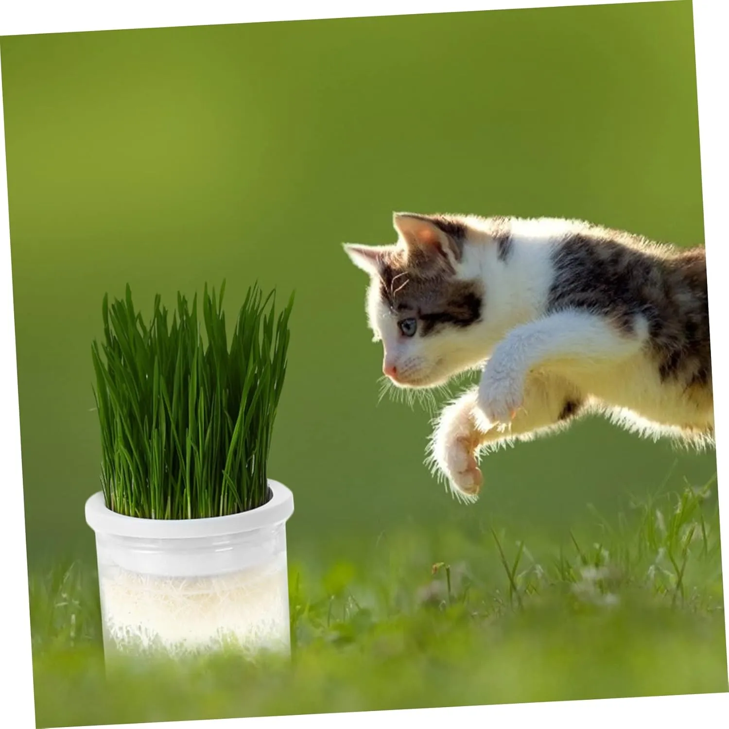 SUPVOX 4pcs Practical Cat Grass Planter Hydroponic Planting Box Large Sturdy and Easy to Use for Indoor Cats