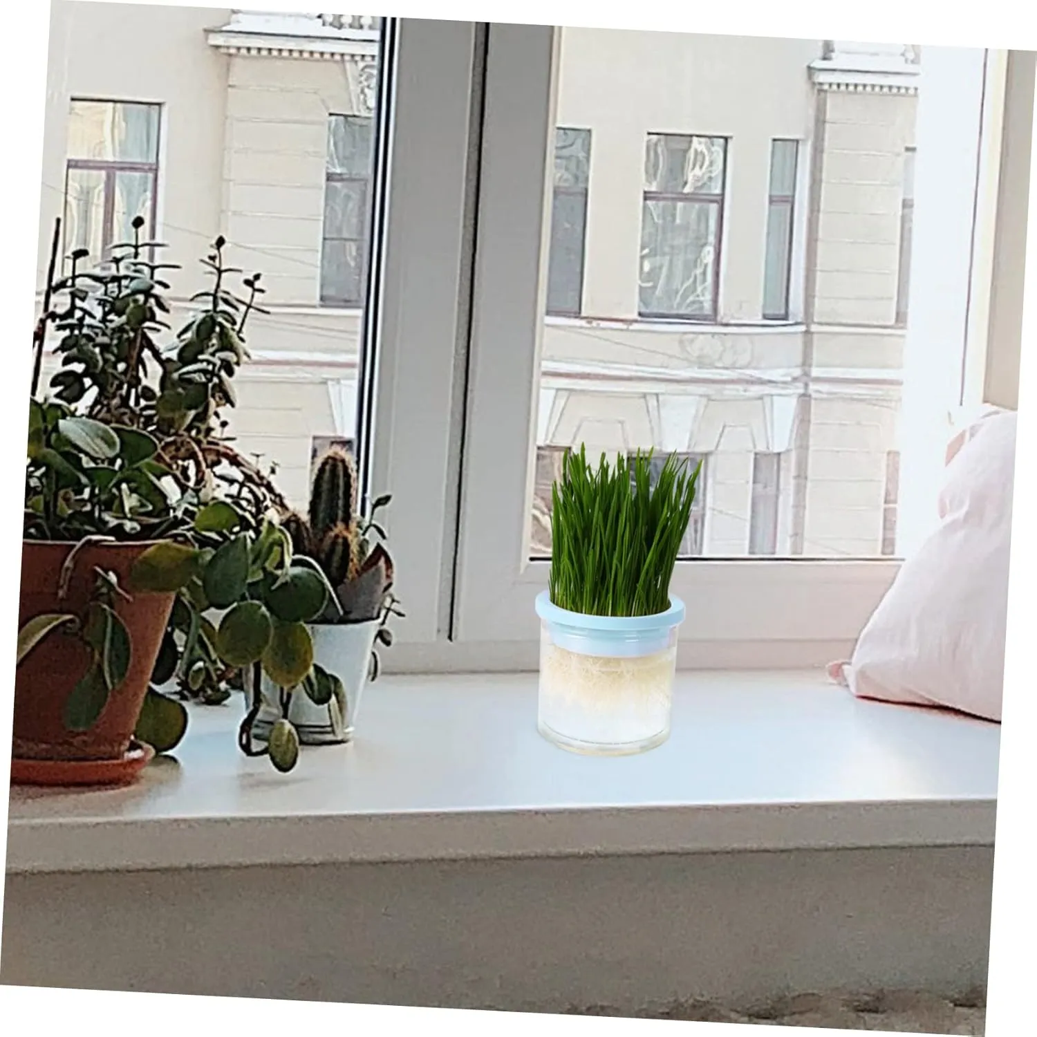 SUPVOX Pcs Hydroponic Cat Grass Planter Box Soilless Cat Grass Growing Kit Planter