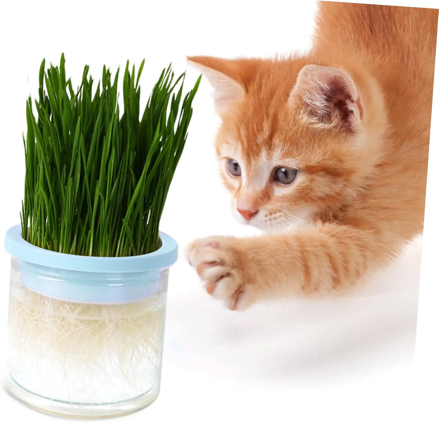 SUPVOX Pcs Hydroponic Cat Grass Planter Box Soilless Cat Grass Growing Kit Planter